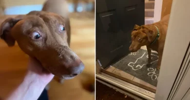 Un Dulce Perro Nació Con un Defecto Que la Hace Parecer Permanentemente Sorprendida