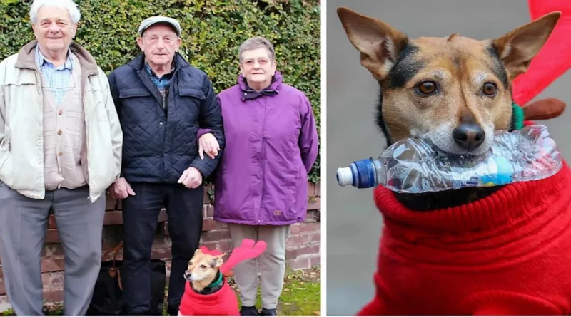 Hombre de 80 años se reúne con sus hermanos perdidos hace mucho tiempo gracias a su perro que recoge basura en la televisión