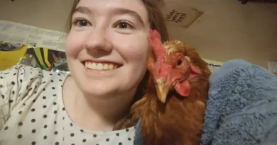 Estoy tan feliz de haber crecido con gallinas, esta es mi historia