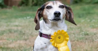 La Familia Queda Atónita Cuando Su Perro Escapa y Regresa Más Tarde Con una Cinta de un Concurso Canino