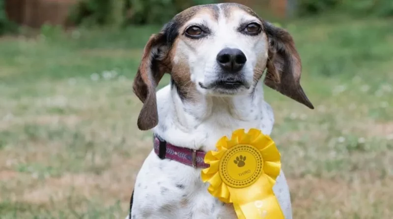 La Familia Queda Atónita Cuando Su Perro Escapa y Regresa Más Tarde Con una Cinta de un Concurso Canino