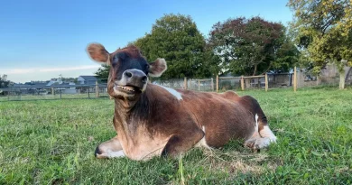 Esta vaca ciega no puede dejar de acurrucarse con las personas que la rescataron de una granja lechera