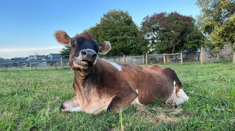 Esta vaca ciega no puede dejar de acurrucarse con las personas que la rescataron de una granja lechera