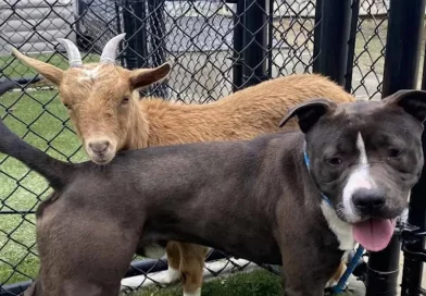 Tan Cercanos que Decidieron Dar en Adopción al Perro y la Cabra como un Dúo