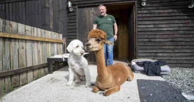 Conozcan a la Alpaca que Cree que es un Perro y Viaja en un Auto Comprado Especialmente para Ella