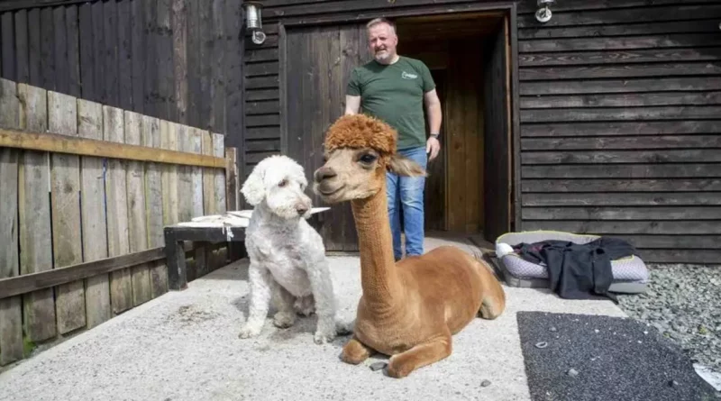 Conozcan a la Alpaca que Cree que es un Perro y Viaja en un Auto Comprado Especialmente para Ella