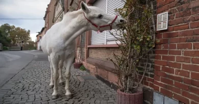 Un Caballo Pasea Diario por Frankfurt y Lleva Alegría a Sus Ciudadanos