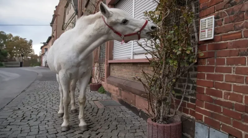 Un Caballo Pasea Diario por Frankfurt y Lleva Alegría a Sus Ciudadanos