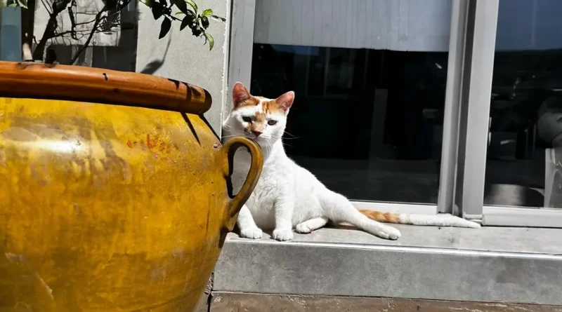 Después de que un veterinario rescató a Rico siendo un gatito, ha estado devolviendo el favor cuidando a los pacientes