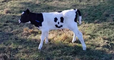 Un Becerro Recién Nacido con Marcas de Cara Feliz es Llamado ‘Happy’ y Pastará en una Granja por el Resto de Su Vida