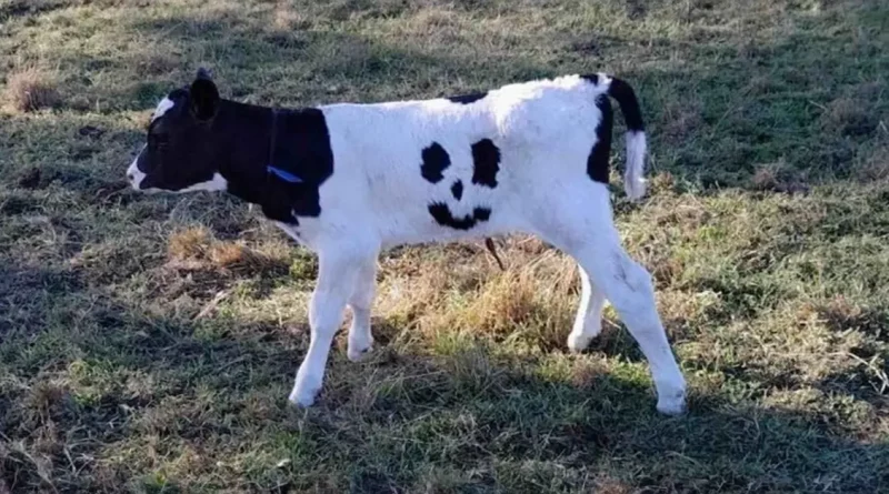 Un Becerro Recién Nacido con Marcas de Cara Feliz es Llamado ‘Happy’ y Pastará en una Granja por el Resto de Su Vida