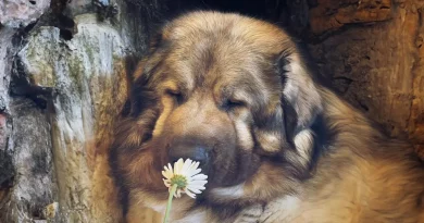 Esta familia de Boston comparte cómo es vivir con un raro perro guardián que parece un oso