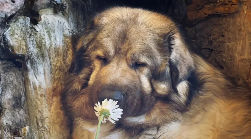 Esta familia de Boston comparte cómo es vivir con un raro perro guardián que parece un oso