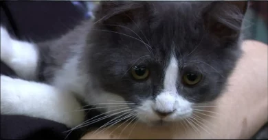 Un Gato Callejero Encuentra un Nuevo Hogar en la Biblioteca Pública: De las Calles a los Libros