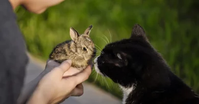 Un Equipo de Gato y Conejo Que Cría Juntos a Sus Camadas y Alimenta a los Bebés del Otro