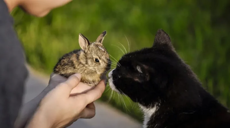 Un Equipo de Gato y Conejo Que Cría Juntos a Sus Camadas y Alimenta a los Bebés del Otro