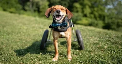 Un Valiente Canino Que Perdió Sus Patas, Pero No Su Esperanza, Es Nombrado Perro Héroe del Año 2021