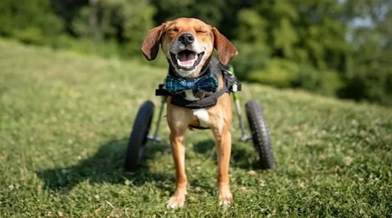 Un Valiente Canino Que Perdió Sus Patas, Pero No Su Esperanza, Es Nombrado Perro Héroe del Año 2021