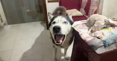 Un perro ladra con acento italiano para sonar igual que su dueño