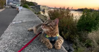 Raro Gato Canadiense Tiene Pulgares que Hacen que sus Patas Parezcan Adorables Guantes