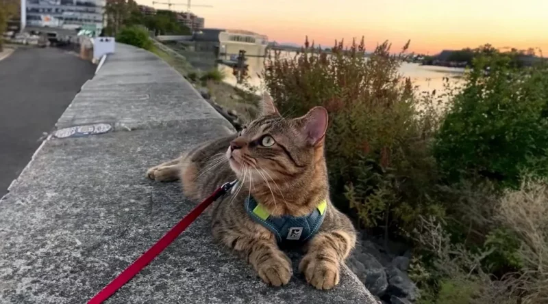 Raro Gato Canadiense Tiene Pulgares que Hacen que sus Patas Parezcan Adorables Guantes