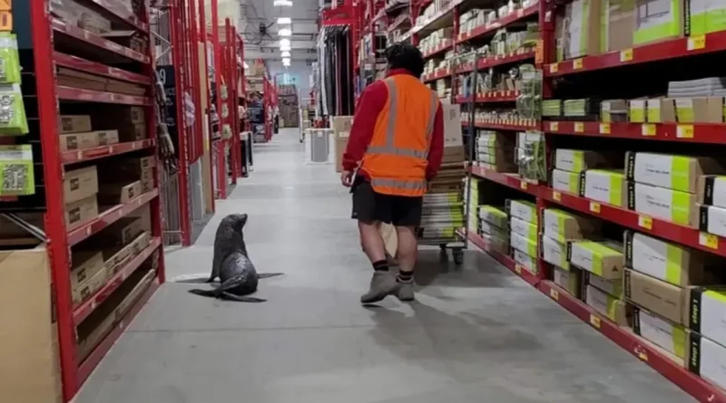 ¡Sobreabundancia de ternura cuando una foca entra en una tienda de herramientas de Nueva Zelanda!