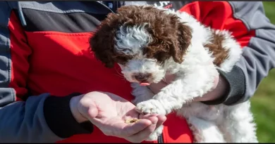 El Nuevo Cachorro de la Familia es Realmente un Tesoro – Después de Encontrar Monedas Raras por Valor de ,000