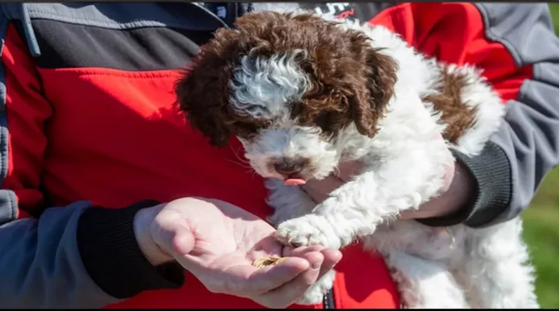 El Nuevo Cachorro de la Familia es Realmente un Tesoro – Después de Encontrar Monedas Raras por Valor de ,000