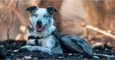 Perro Heroico Recibe Premio por Salvar a Más de 100 Koalas de Incendios Forestales en Australia