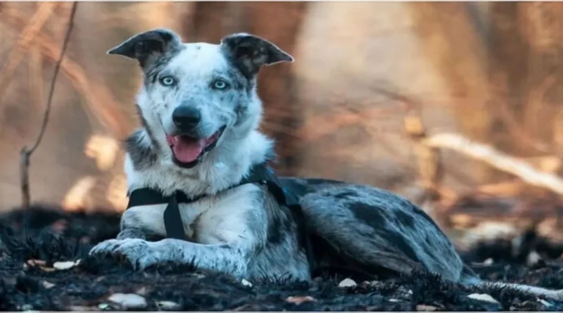 Perro Heroico Recibe Premio por Salvar a Más de 100 Koalas de Incendios Forestales en Australia