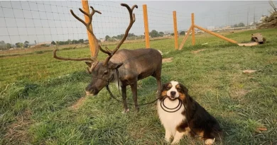 Este Perro Sabe Dar el Biberón, Cuidar Bebés, Hacer la Cama y Ayudar en la Granja