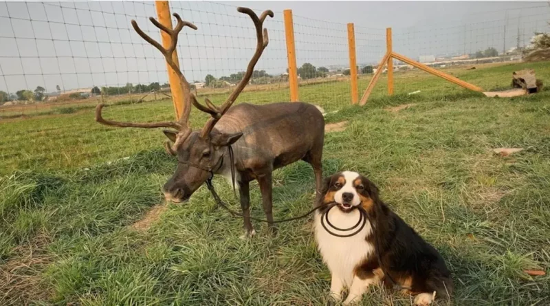 Este Perro Sabe Dar el Biberón, Cuidar Bebés, Hacer la Cama y Ayudar en la Granja