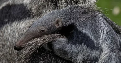 Fotos capturan a un raro cachorro de oso hormiguero gigante nacido en un parque del Reino Unido montando en la espalda de su madre