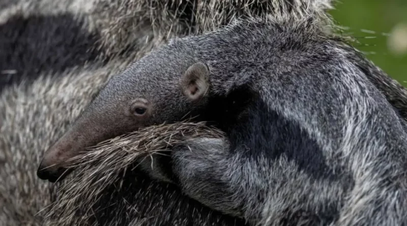 Fotos capturan a un raro cachorro de oso hormiguero gigante nacido en un parque del Reino Unido montando en la espalda de su madre