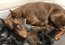 Perra Doberman Amamanta a un Pequeño Gatito Abandonado Junto a Sus Cachorros – Las Adorables Fotos Derretirán Tu Corazón