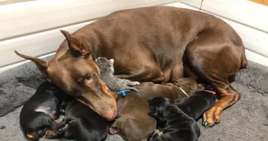 Perra Doberman Amamanta a un Pequeño Gatito Abandonado Junto a Sus Cachorros – Las Adorables Fotos Derretirán Tu Corazón