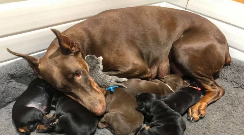 Perra Doberman Amamanta a un Pequeño Gatito Abandonado Junto a Sus Cachorros – Las Adorables Fotos Derretirán Tu Corazón