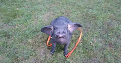 Conozcan a Pudding, un cerdo Meishan que se convirtió en la mascota de su cuidadora