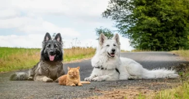 Un Gatito Rescatado Fue Criado por 2 Perros y Cree Que También Es un Perro, ¡y Es Más Dulce Que la Miel!