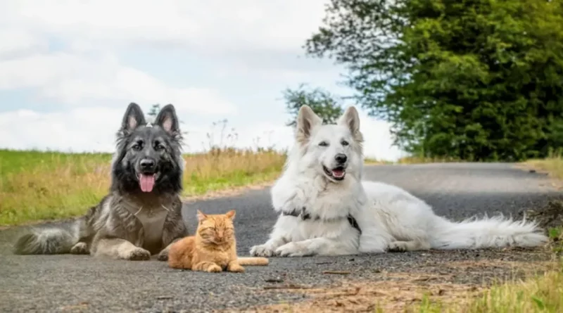 Un Gatito Rescatado Fue Criado por 2 Perros y Cree Que También Es un Perro, ¡y Es Más Dulce Que la Miel!