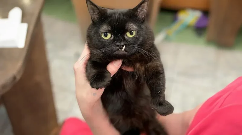 Una clínica veterinaria que adoptó a este gato negro se dio cuenta de que no crecería mucho debido al enanismo