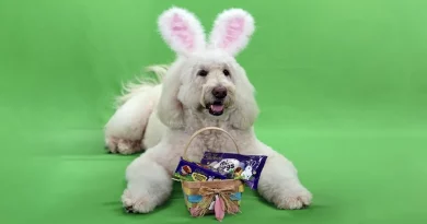 ¡El más nuevo Conejito Cadbury es… un perro de terapia llamado Annie Rose!