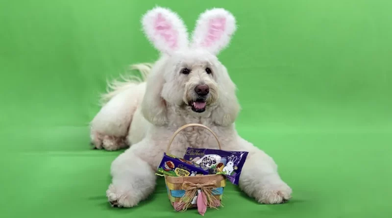 ¡El más nuevo Conejito Cadbury es… un perro de terapia llamado Annie Rose!