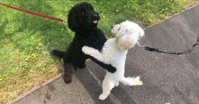 Hermanos Cachorros Adoptados por Familias Diferentes Se Reconocen Inmediatamente Durante Paseos Un Año Después