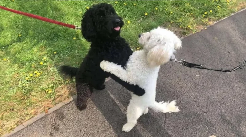 Hermanos Cachorros Adoptados por Familias Diferentes Se Reconocen Inmediatamente Durante Paseos Un Año Después