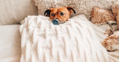 Conoce a Marvin, el gato que consuela a su amigo perro cuando tiene miedo a las tormentas