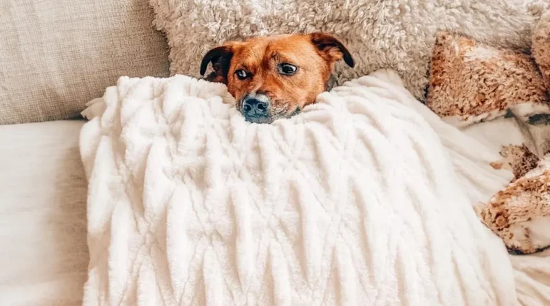 Conoce a Marvin, el gato que consuela a su amigo perro cuando tiene miedo a las tormentas