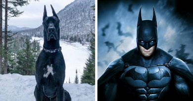 Un Perro Que se Parece a Batman se Convierte en una Celebridad de Internet y Parece que Gotham Está en Buenas Patas