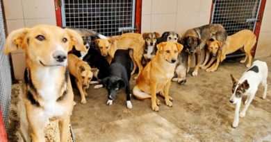 Cómo adoptamos un perro del refugio y qué resultó de ello