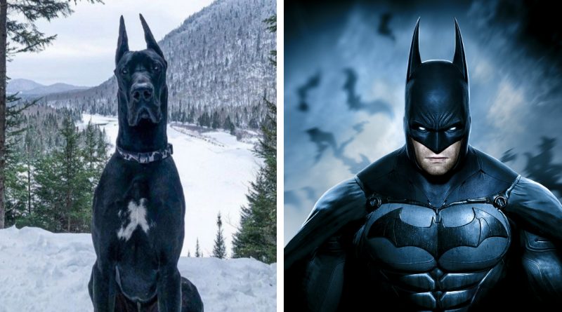 Un Perro Que se Parece a Batman se Convierte en una Celebridad de Internet y Parece que Gotham Está en Buenas Patas